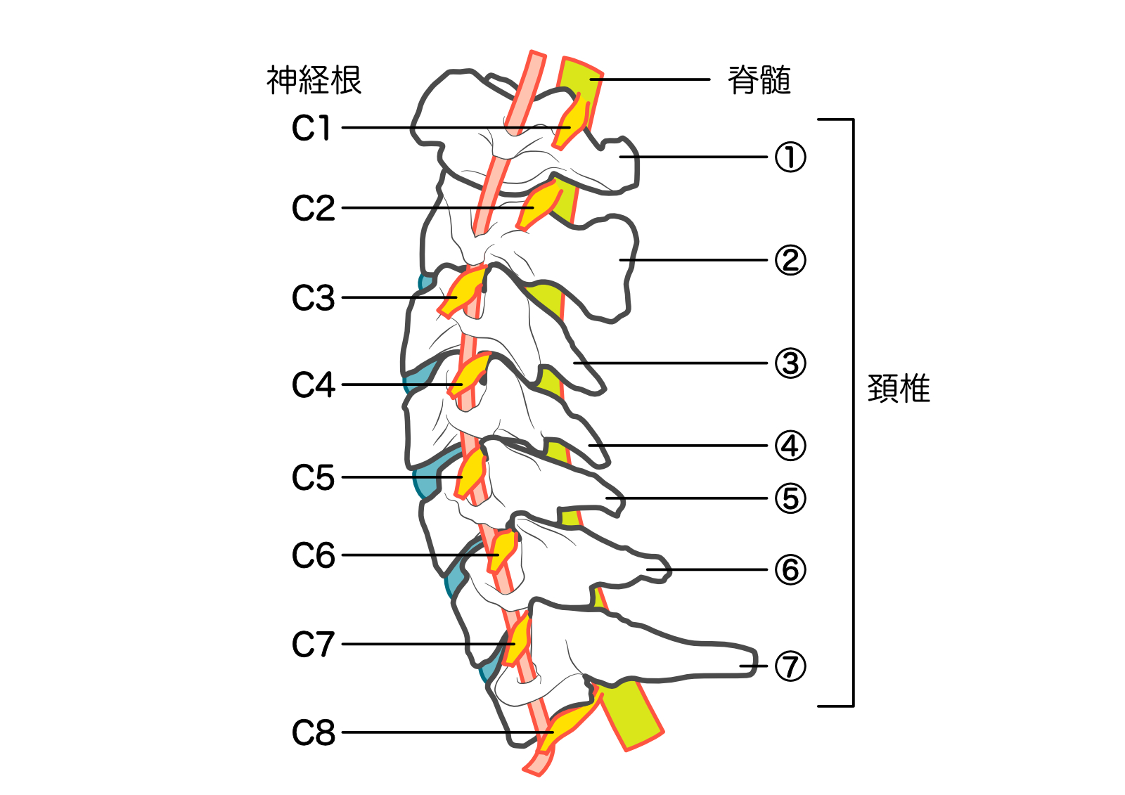 頚椎